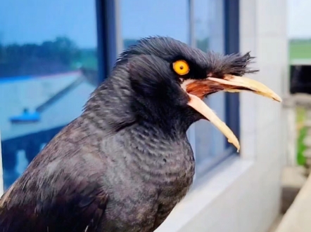 这只八哥小鸟的模仿能力太强了,学别的小动物叫声也太可爱了