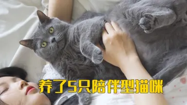 萌猫 呆萌可爱猫咪头像不开心的时候撸一-我爱看围脖