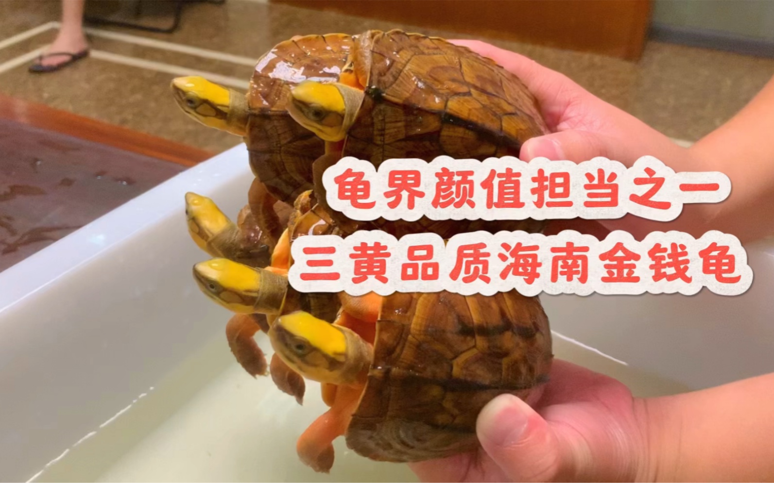 龟界高颜值数一数二的存在,三黄高品质海南金钱龟,家里办公室观赏佳品