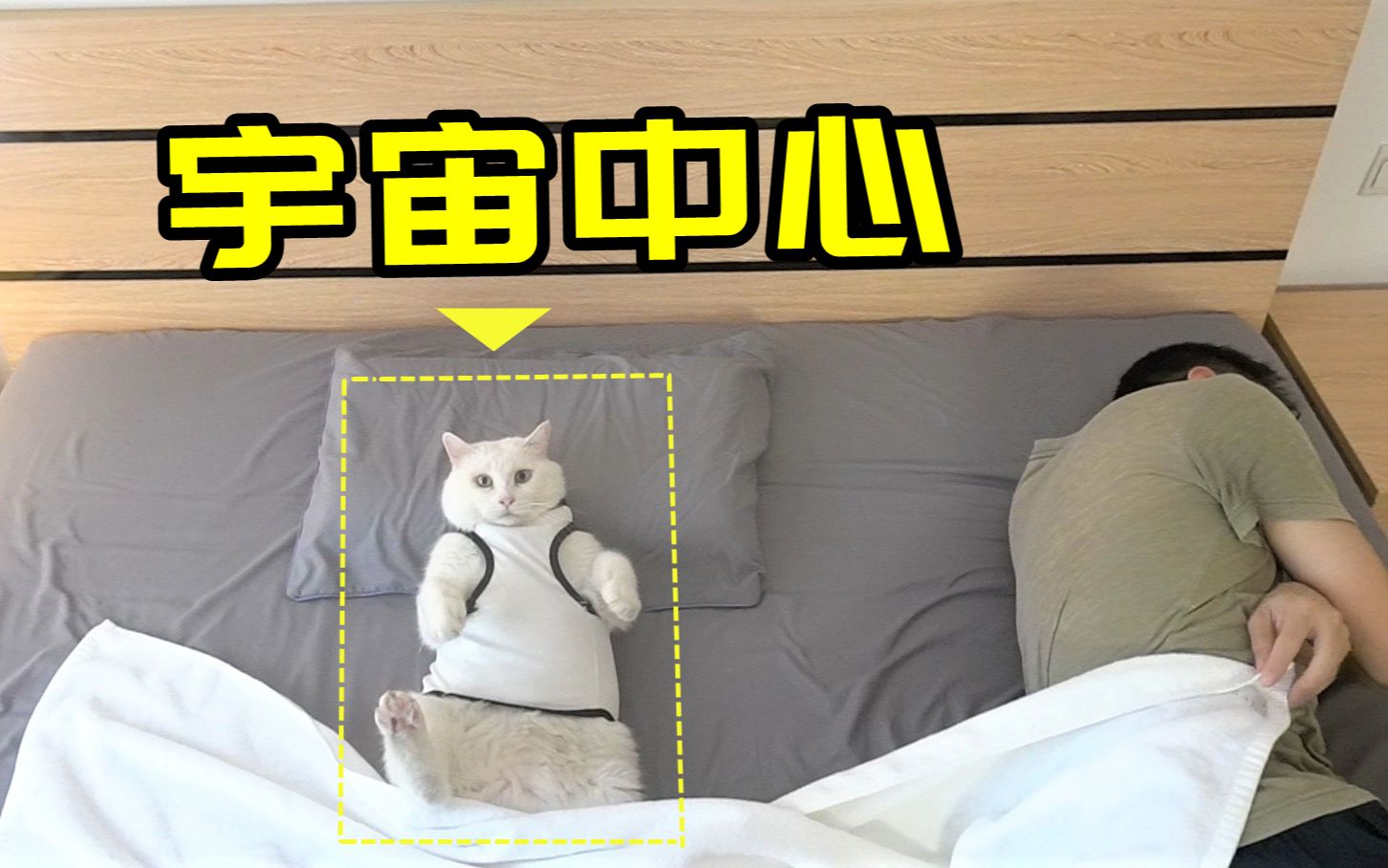 猫:人不能以自我为中心哔哩哔哩bilibili