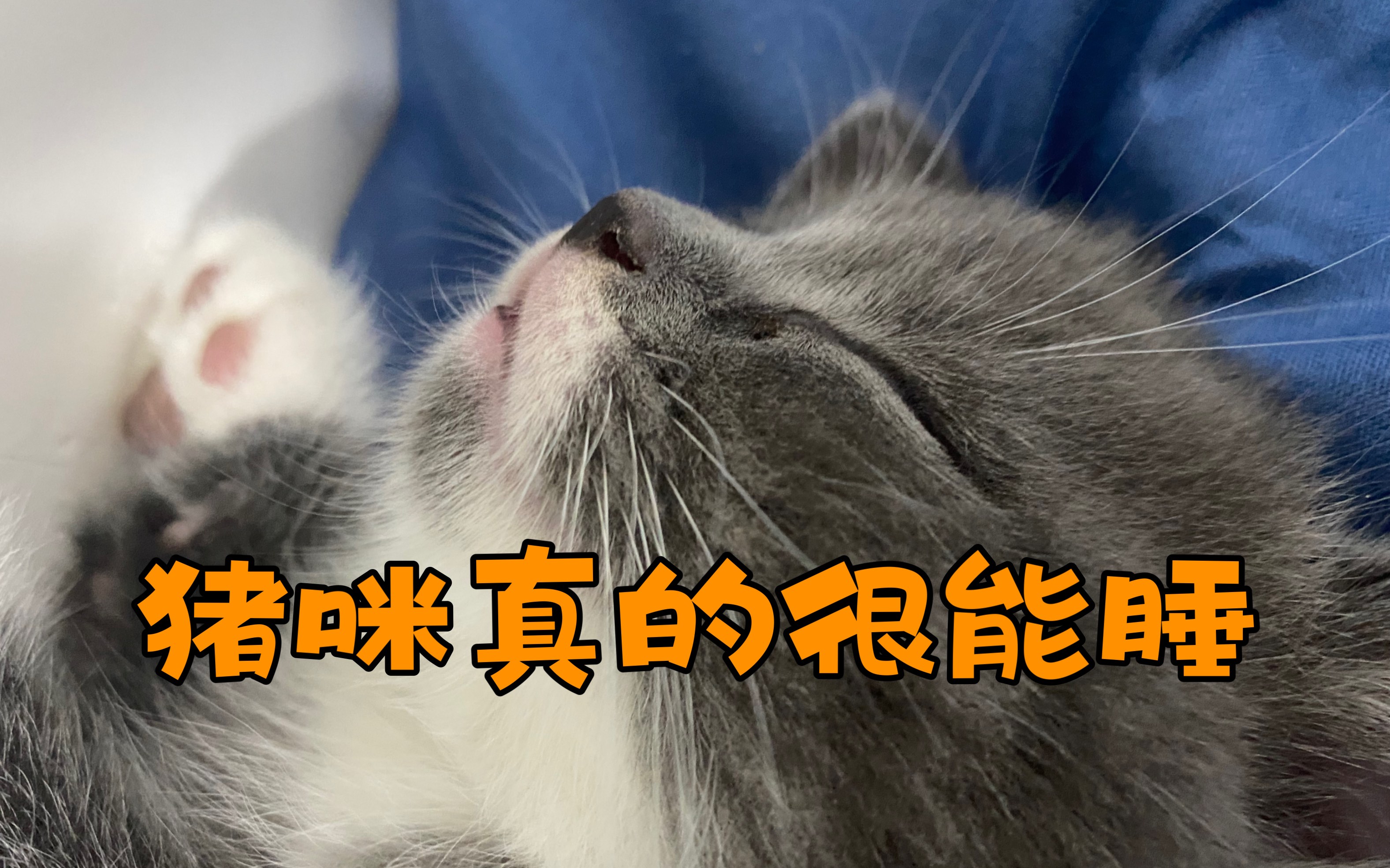 大家给小猪咪众筹一个可爱的名字吧!哔哩哔哩bilibili