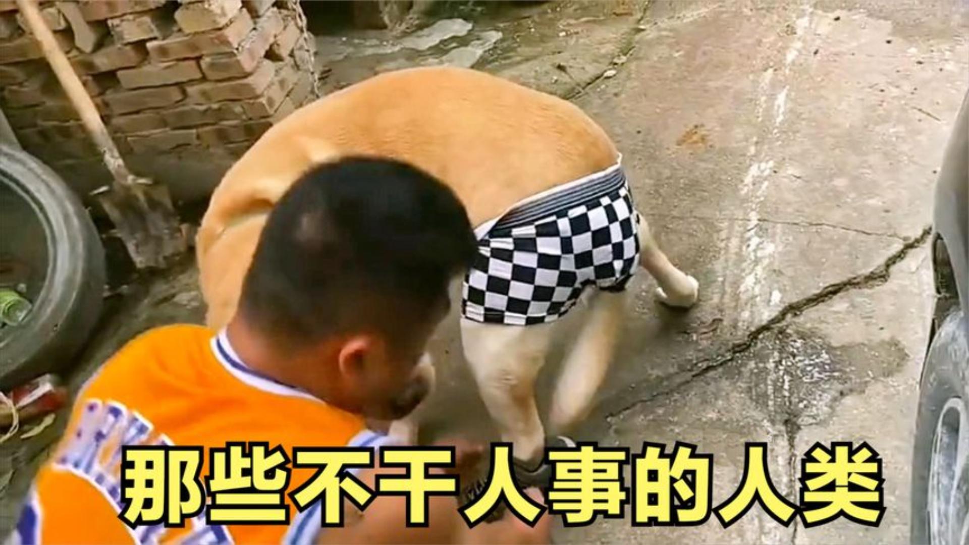 盘点那些不干人事的人类:在做狗的方面,你才是真的强!