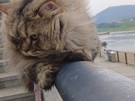 鳌拜夏天不掉毛吗?#萌宠出道计划#遛猫#携宠出游