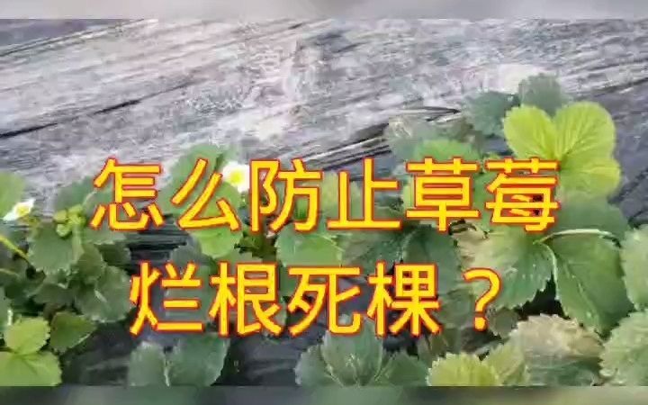 草莓烂根死棵防治办法,用好这两招儿,不仅成活率高还病害少!哔哩哔哩bilibili