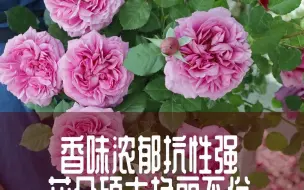 Tải video: 【惠惠的花园】香味浓郁，种一颗就能满屋飘香的月季-庞巴度玫瑰，花朵硕大，美得十分惊艳