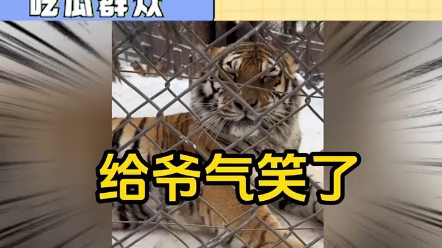 南方小土豆遇见东北虎"南方小土豆