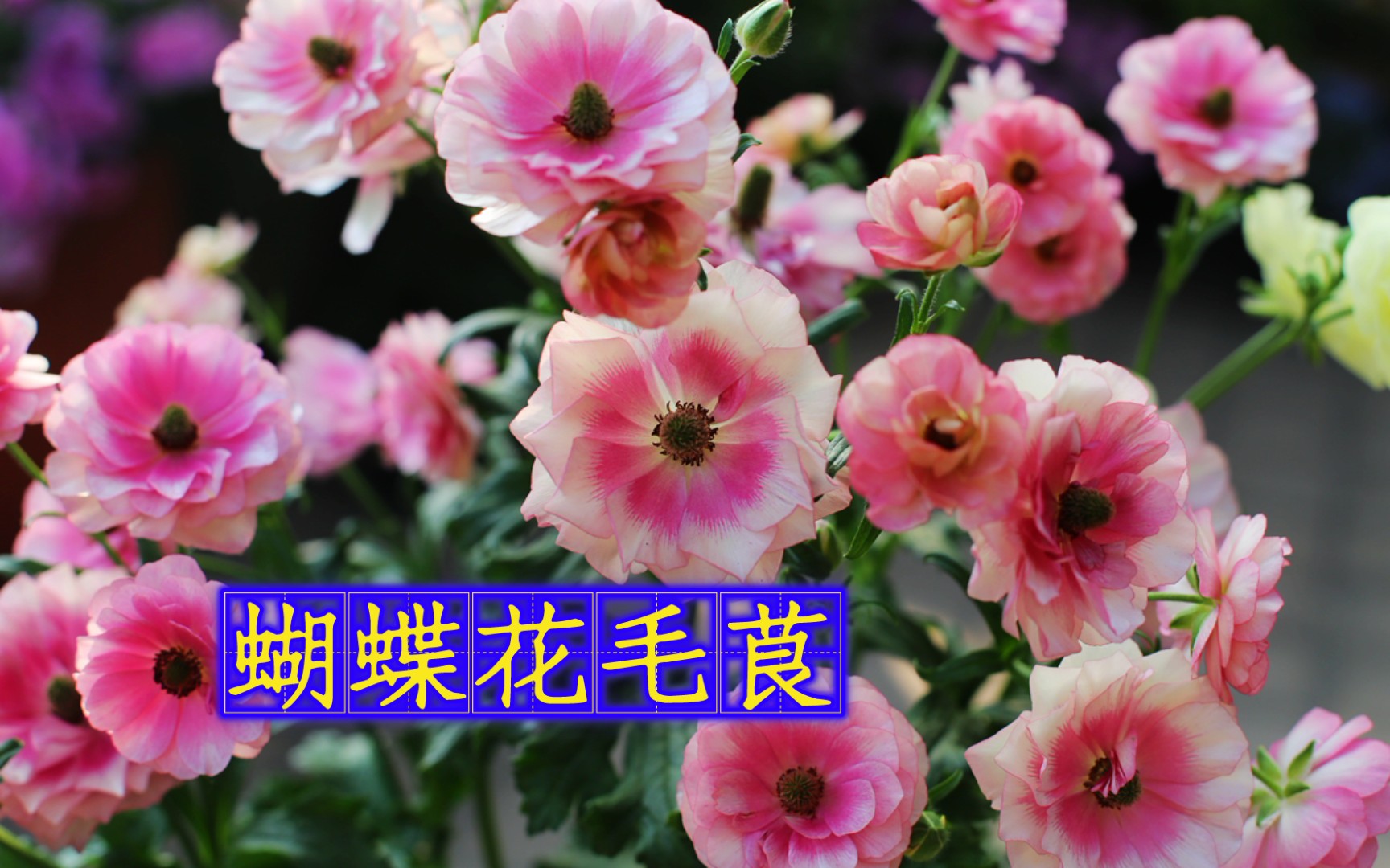 【蝴蝶花毛茛】养护经验,总结.哔哩哔哩bilibili