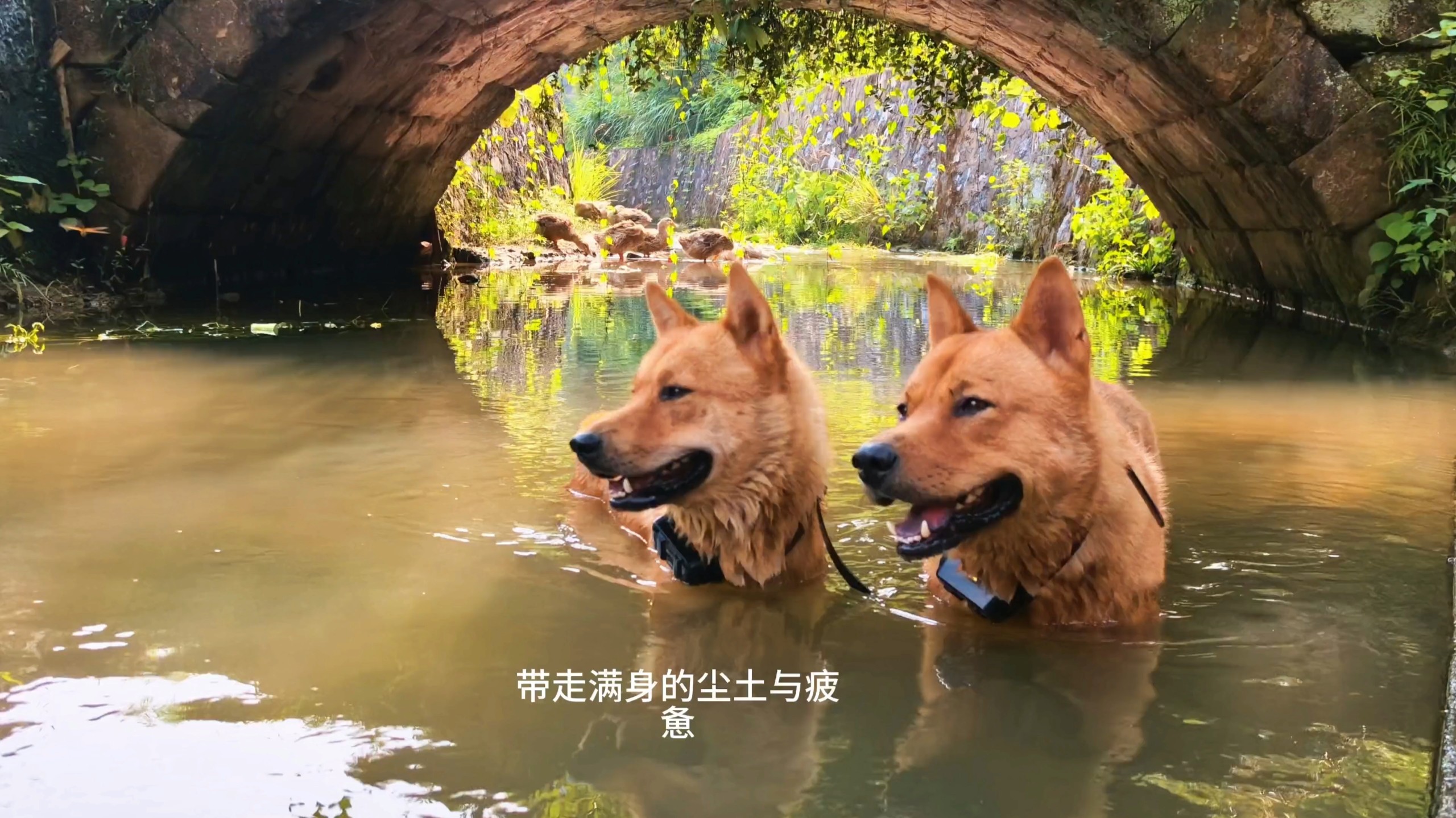 农村土狗高质量的一天