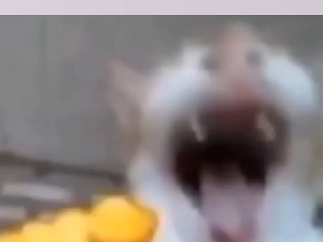 完了,要被人笑话一辈子了【猫meme版ff14】