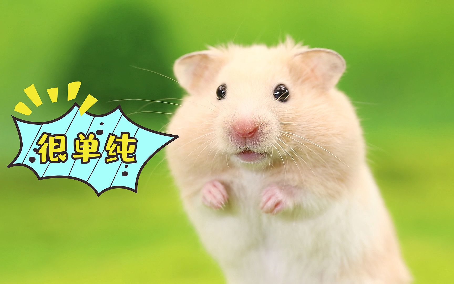 宠物搞笑剧:仓鼠演绎姐妹情深,太逗了!_哔哩哔哩_bilibili