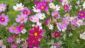 格桑花开 韩红 哔哩哔哩 つロ干杯 Bilibili