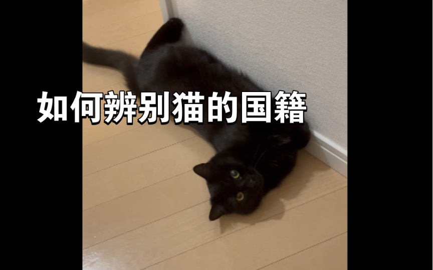 如何辨别猫的国籍哔哩哔哩bilibili