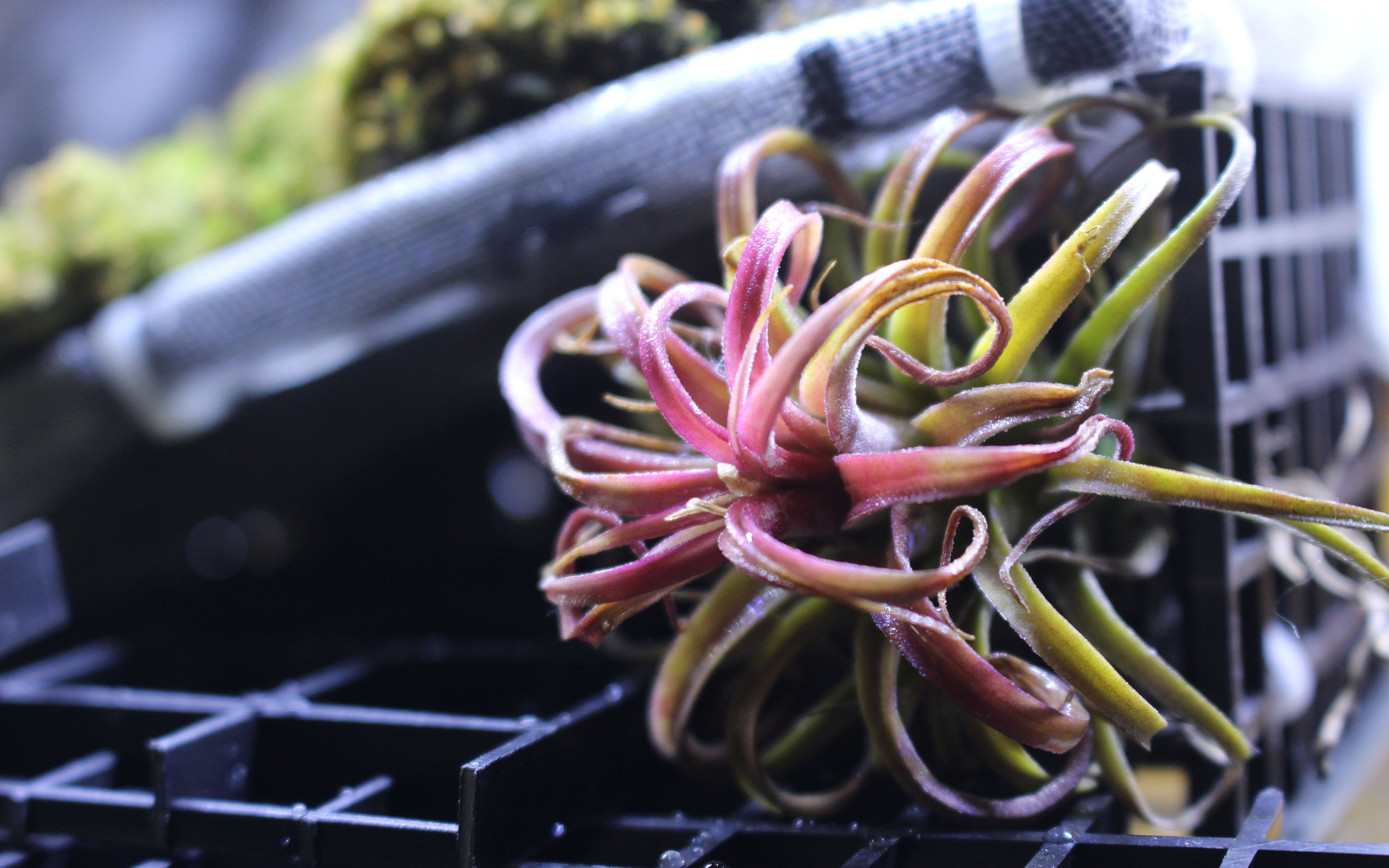 屁事水红精灵空气凤梨