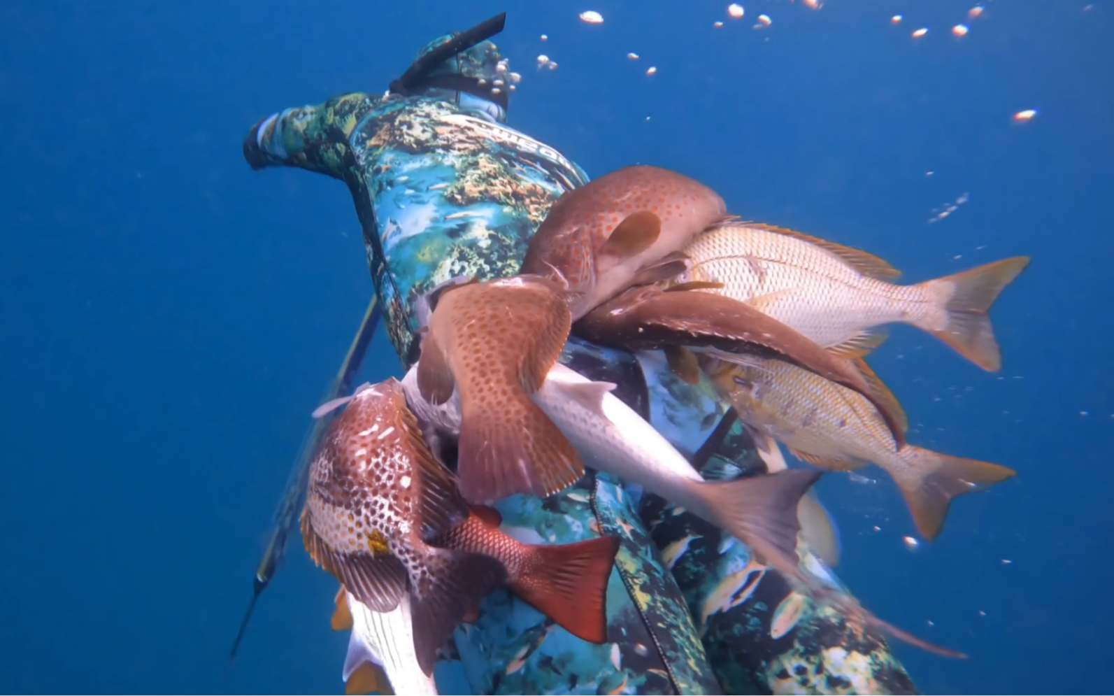 自由潜水渔猎水清鱼多腰上挂满整整一串鱼天快黑了还想打