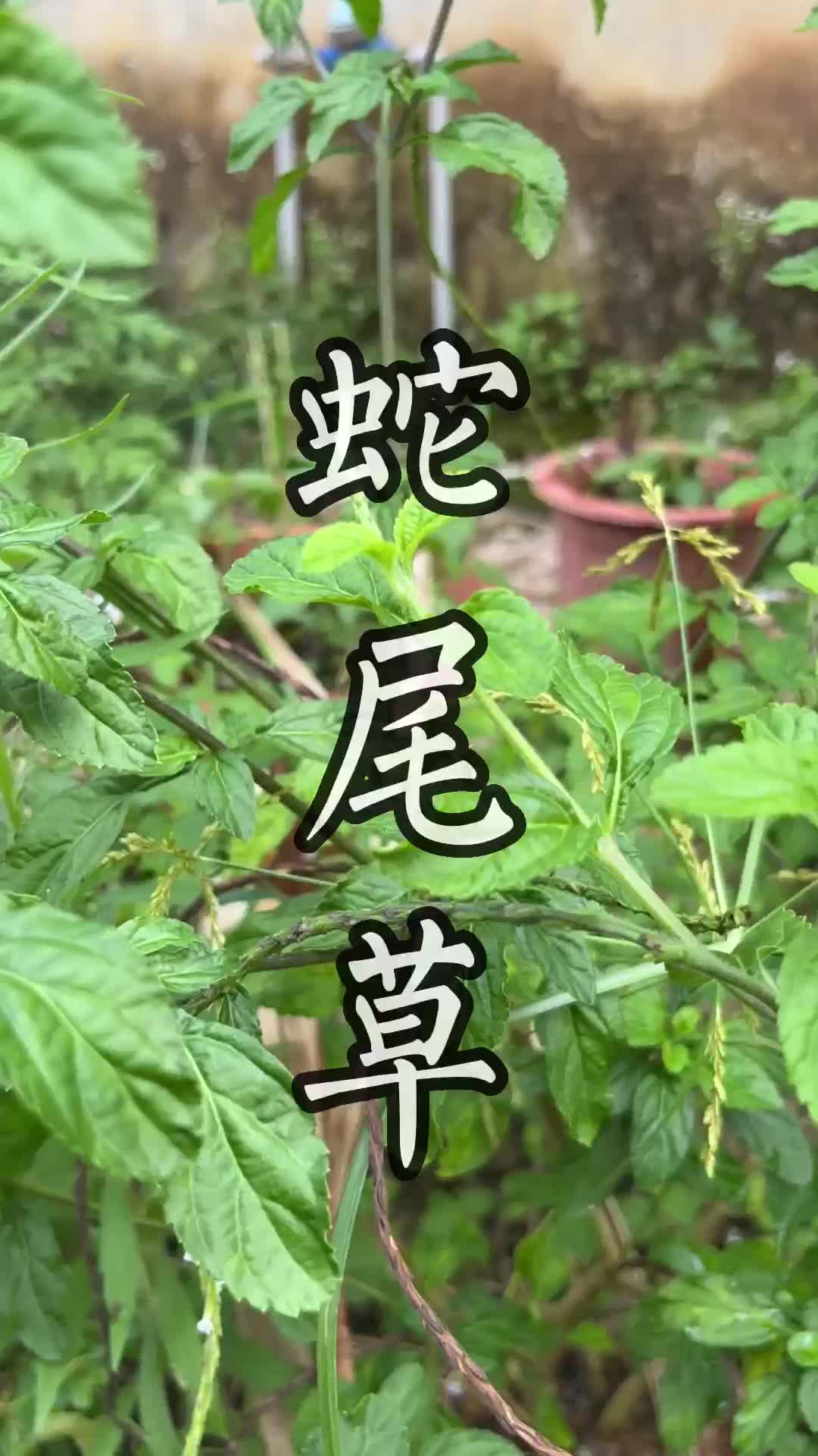 这种青草叫做蛇尾草#青草#潮汕#三农#助农哔哩哔哩bilibili