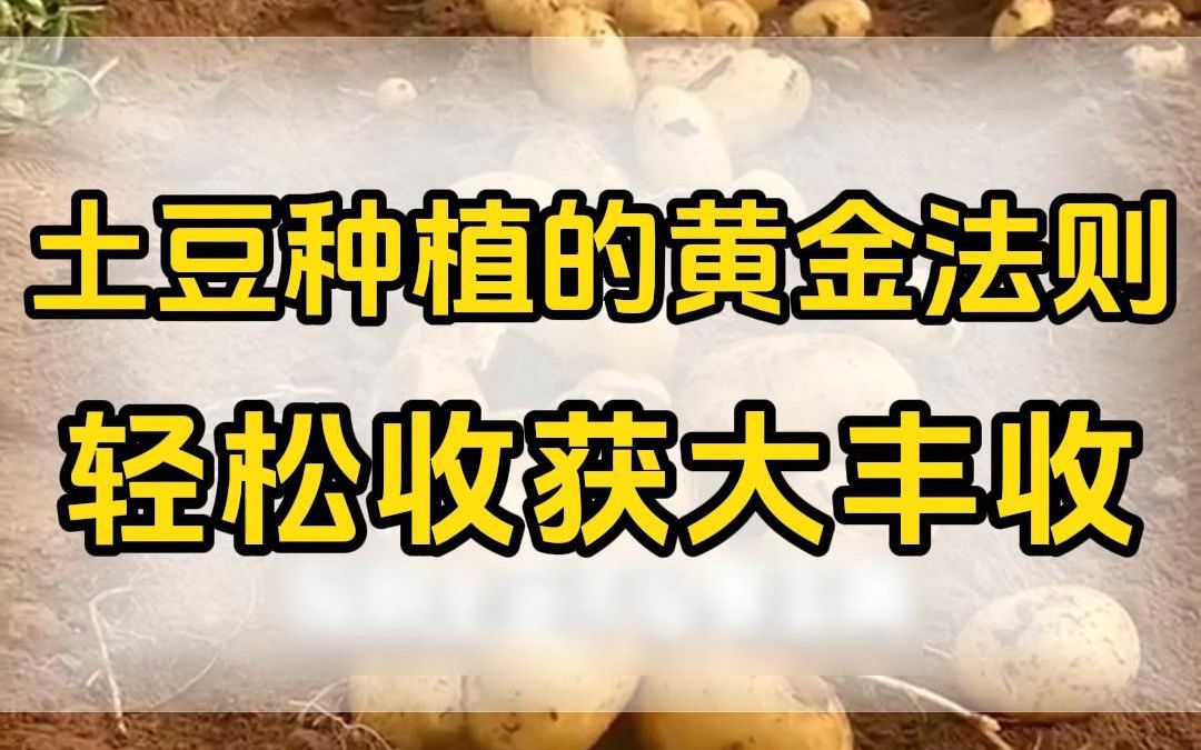 土豆种植的黄金法则轻松收获大丰收