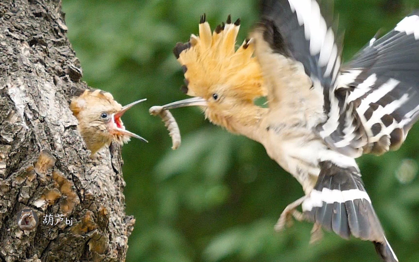 鸟妈妈抓大虫子喂食幼鸟,一只已经出窝的小鸟再次回窝与兄妹挣食