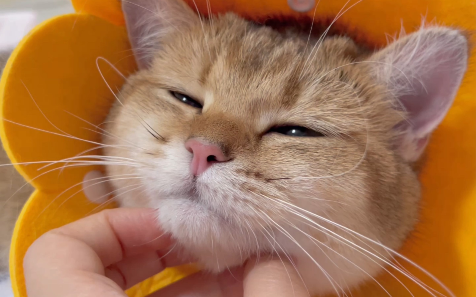 沉浸式撸猫ruarua可爱的猫猫头