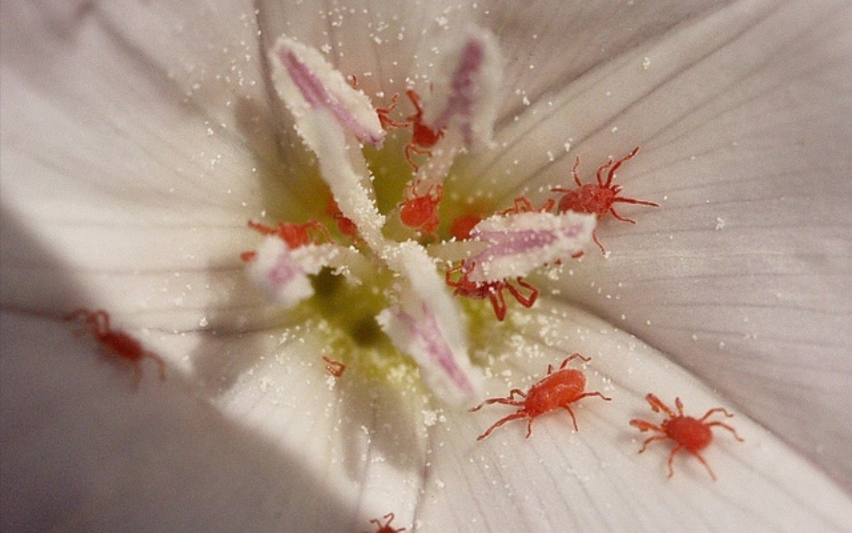 宿舍惊现大赤螨