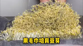 Download Video: 用毛巾在家培育豆芽，方法简单易学，几天就能收获新鲜豆芽