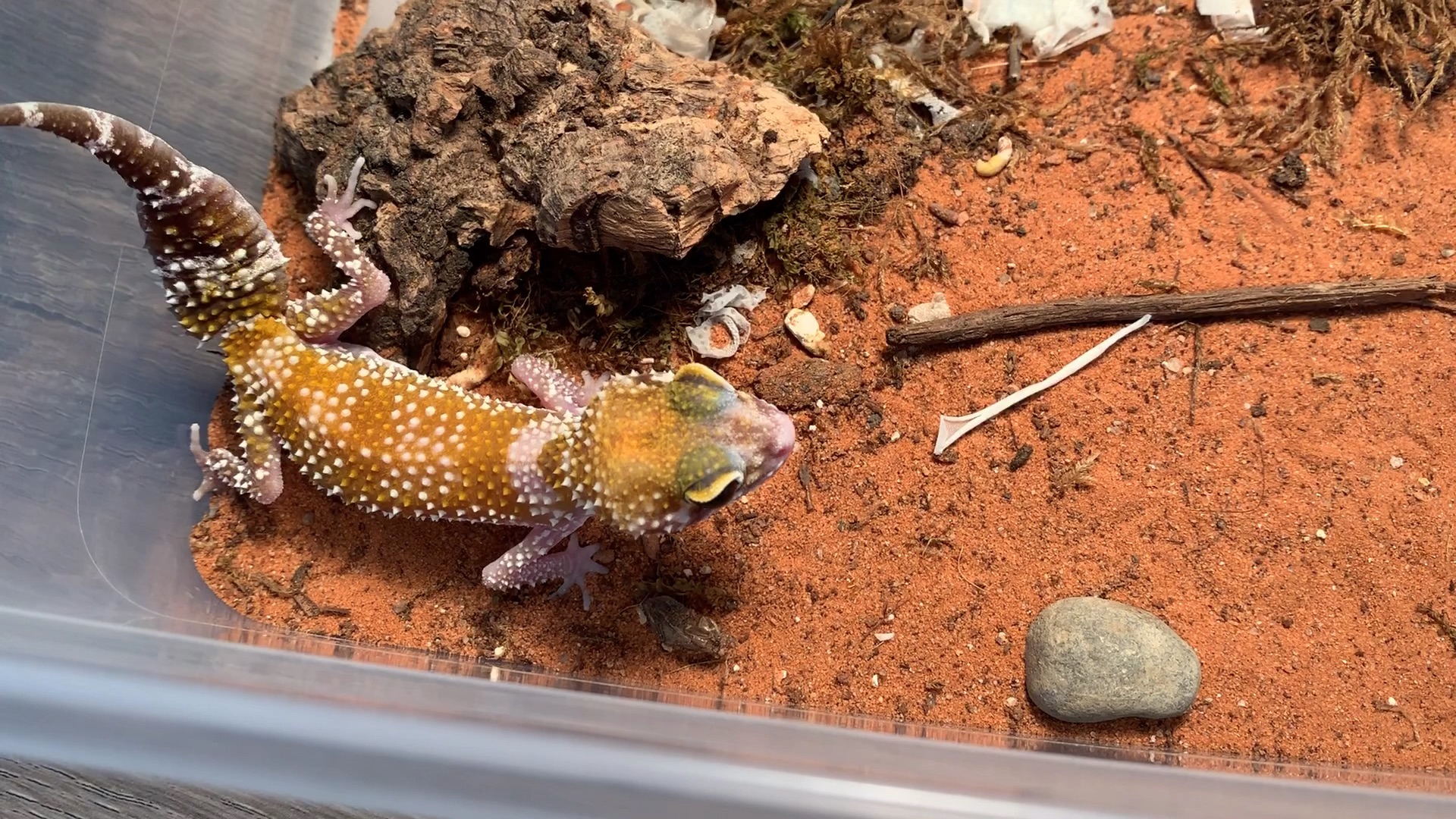 淡黑米氏安德伍德虎/星点守宫喂食