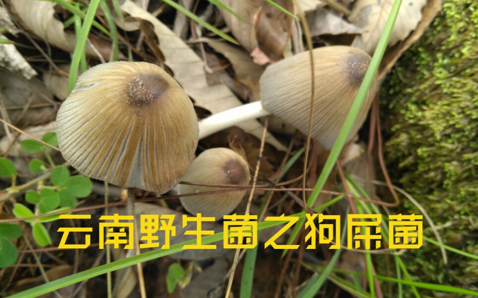 云南奇葩狗屎菌.食之可见无数小人跳舞.