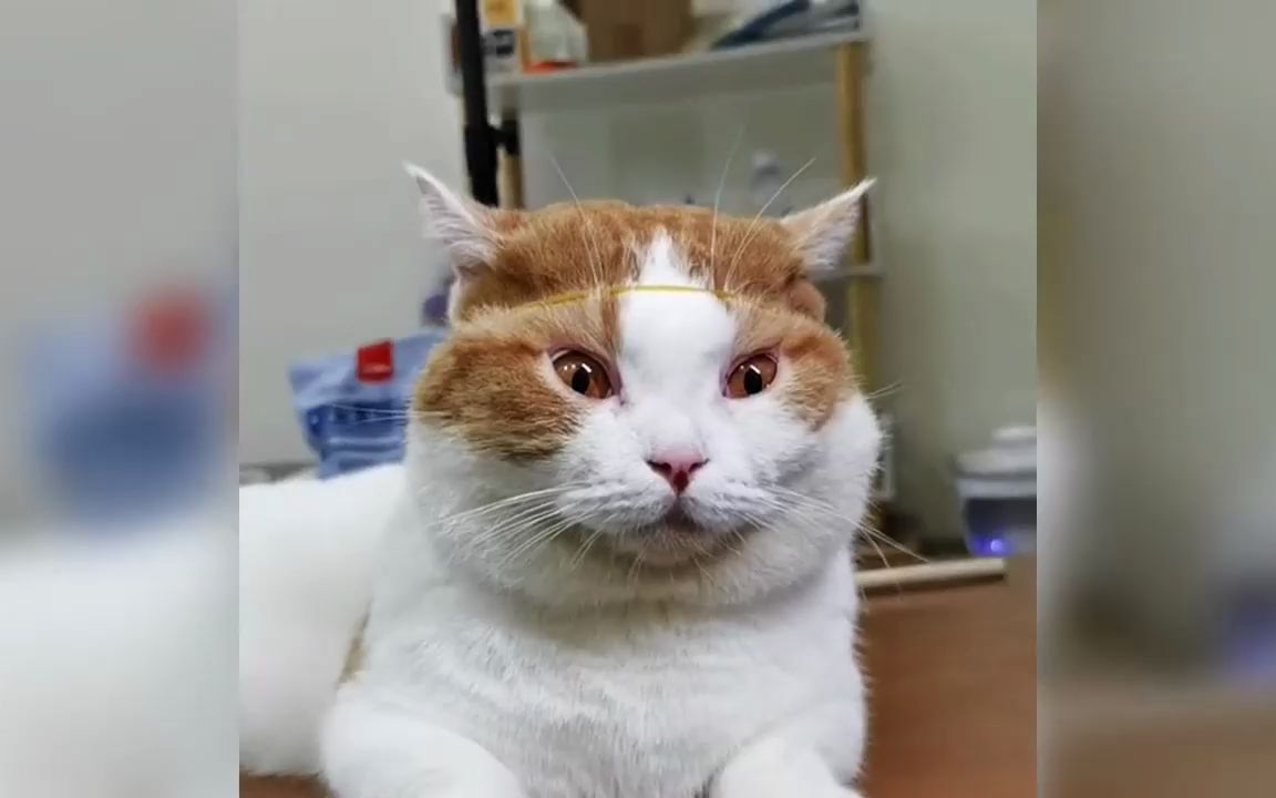 20. 金箍一戴上整个人都精神了