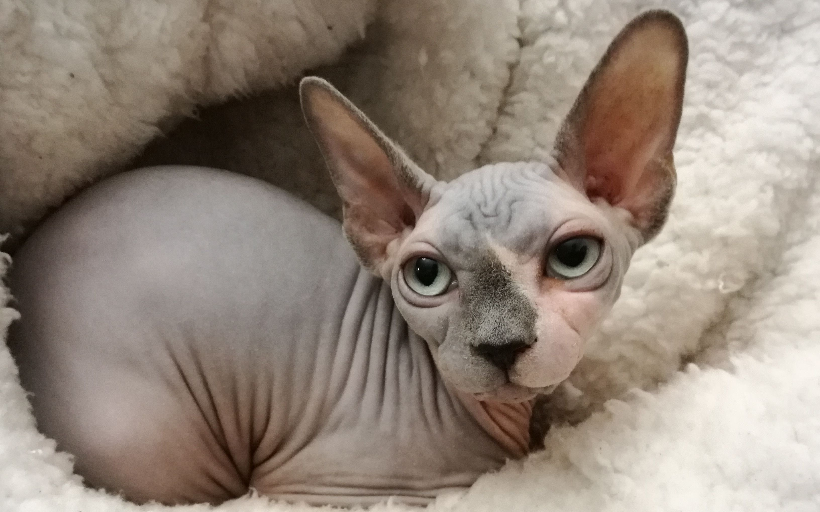 sphynx cat lilac cosy day (紫罗兰色的斯芬克斯猫又称加拿大无毛猫)