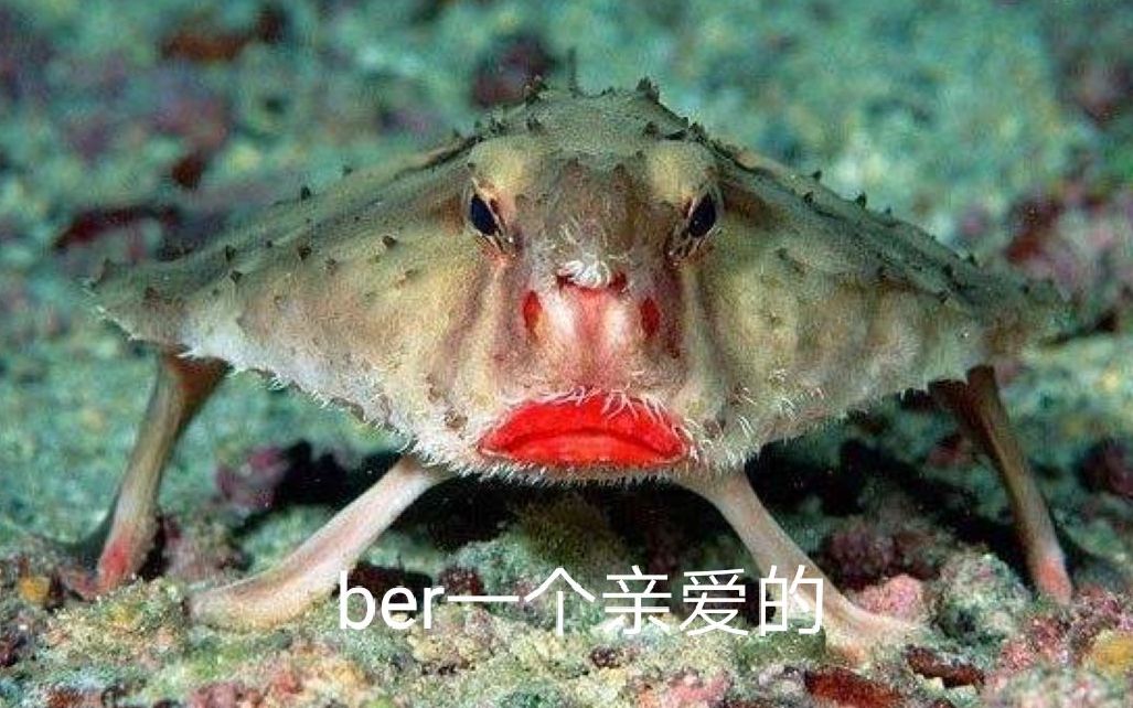 【海洋生物科普】海底妖妇——红唇蝙蝠鱼哔哩哔哩bilibili