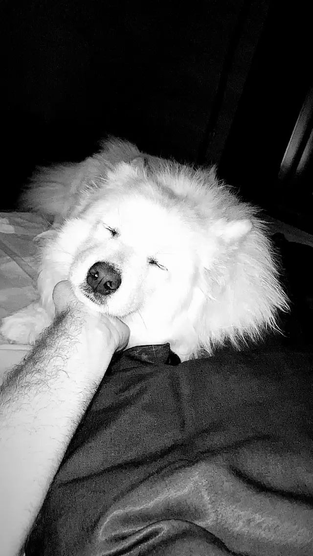 niko尼公子与狗_哔哩哔哩_bilibili