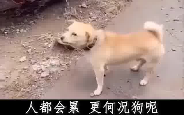 打工狗站起来了!哔哩哔哩bilibili