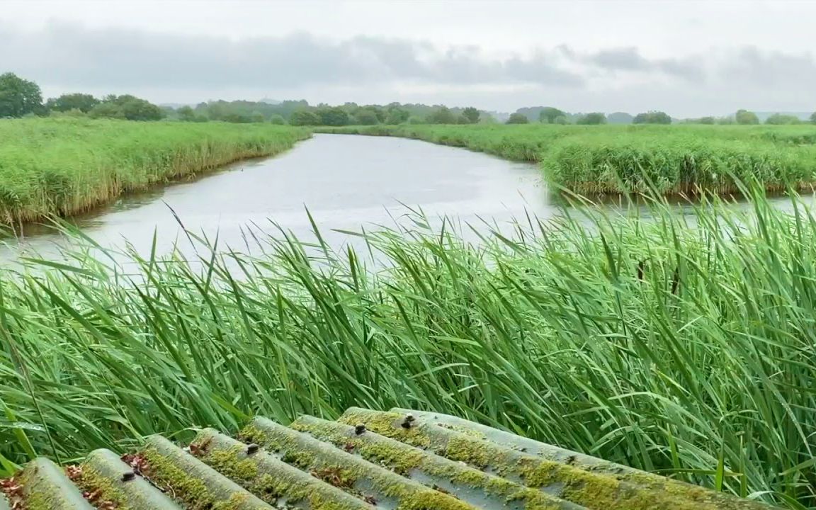 自然治愈 / 雨天的芦苇水塘风景~聆听河岸小风和雨声哔哩哔哩bilibili