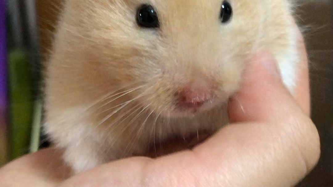 仓鼠粉嫩的小鼻鼻抖个不停!_哔哩哔哩_bilibili