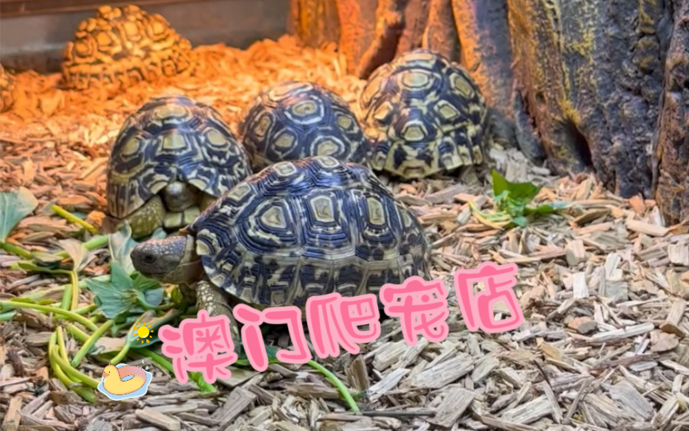 一起翘课逛逛澳门的爬宠店吧~打卡澳门宠物森林 Exotic pet jungle哔哩哔哩bilibili