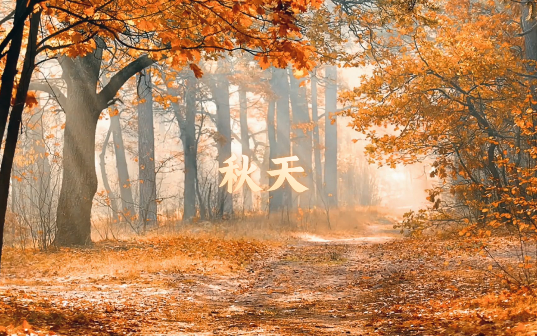 漫步枫叶林,倾听秋天的韵律