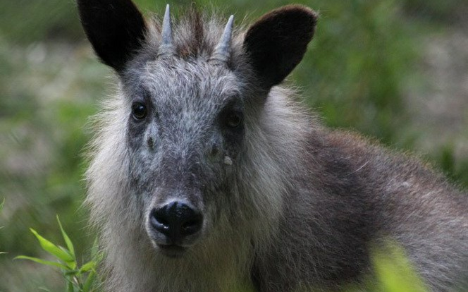 【物种/自然】《日本鬣羚生存日记》_哔哩哔哩 (゜-゜)つロ 干杯