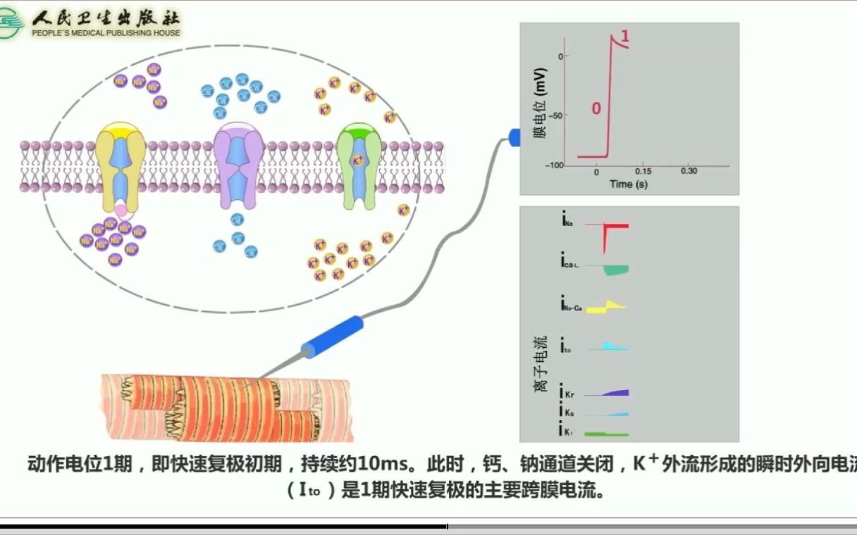 心室肌细胞的跨膜电位及其形成机制哔哩哔哩bilibili