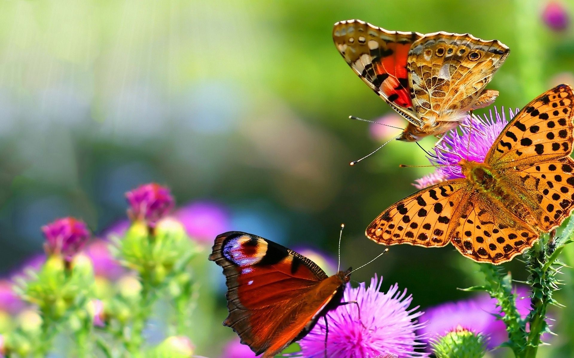 [图]伯尼斯·克莱门茨：《蝴蝶—小巧玲珑的音乐片段》-Bernisne Clements:Butterflies Morceau Mignon（1918年出版）