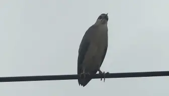 凤头鹰 哔哩哔哩 Bilibili