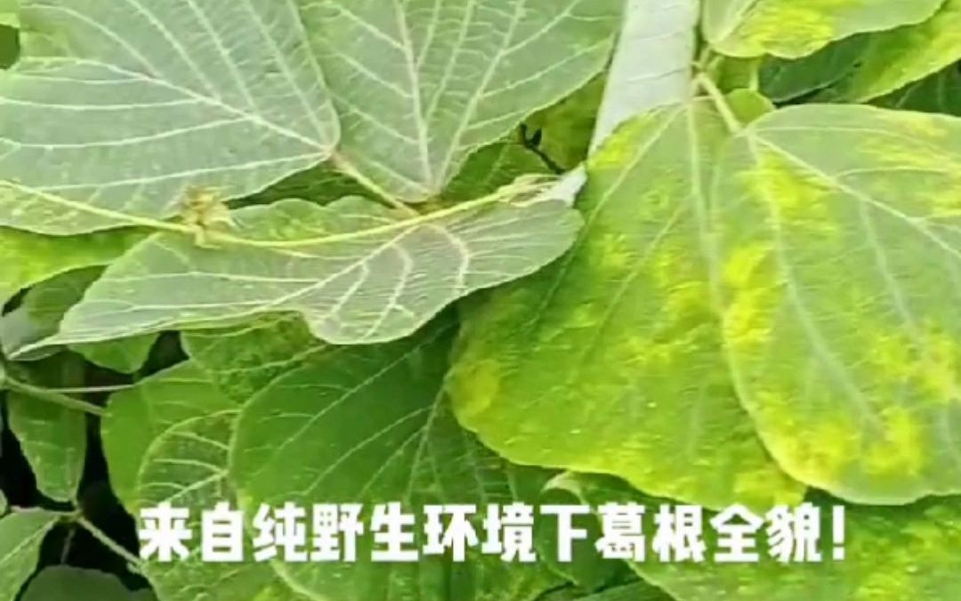 九华山野生葛根长什么样哔哩哔哩bilibili