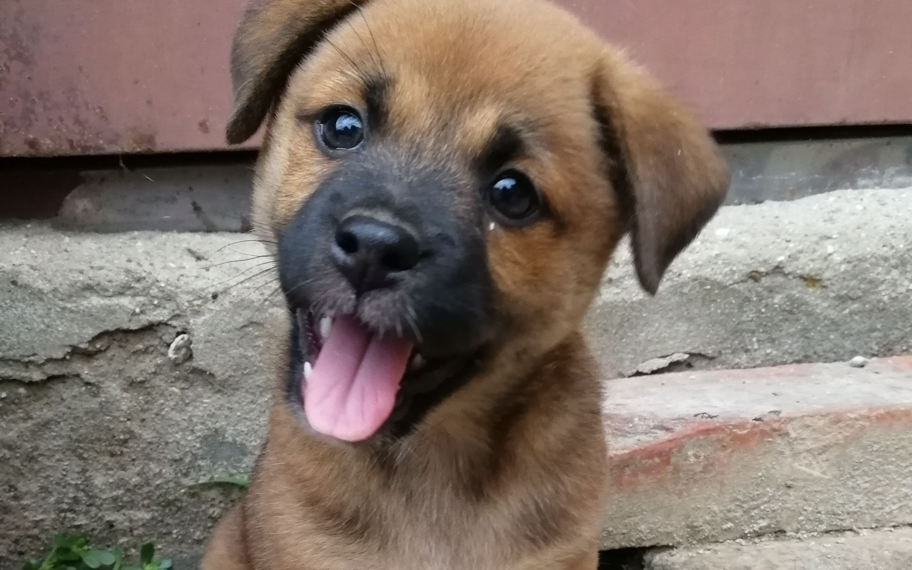 中华田园犬五月跟初一特写视频五月真的萌死啦