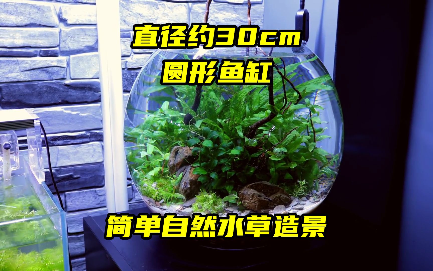 直径约有30cm的圆形鱼缸,简单的自然风格造景,绝对的新手向哔哩哔哩bilibili