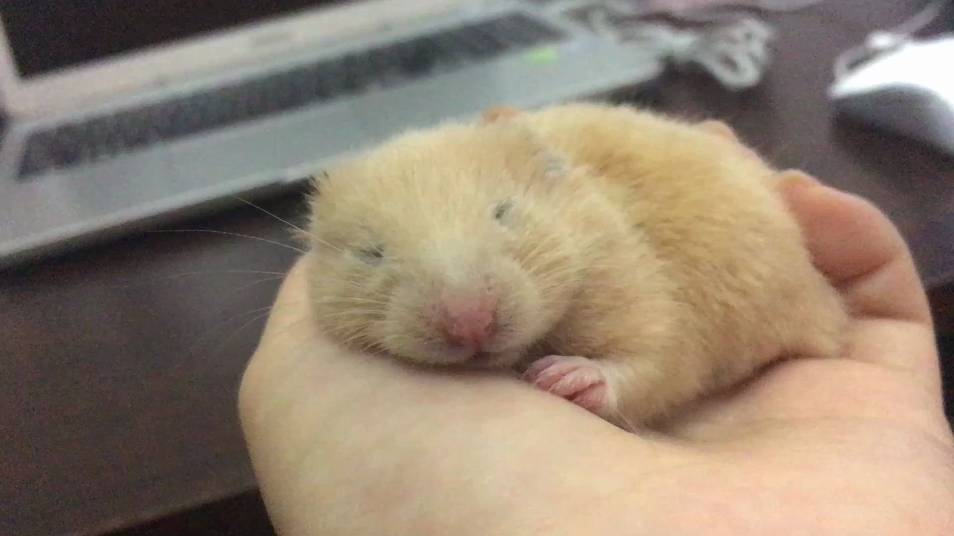 【仓鼠】如何rua醒一只熟睡的米熊kankan丨像只小白兔 可可爱爱