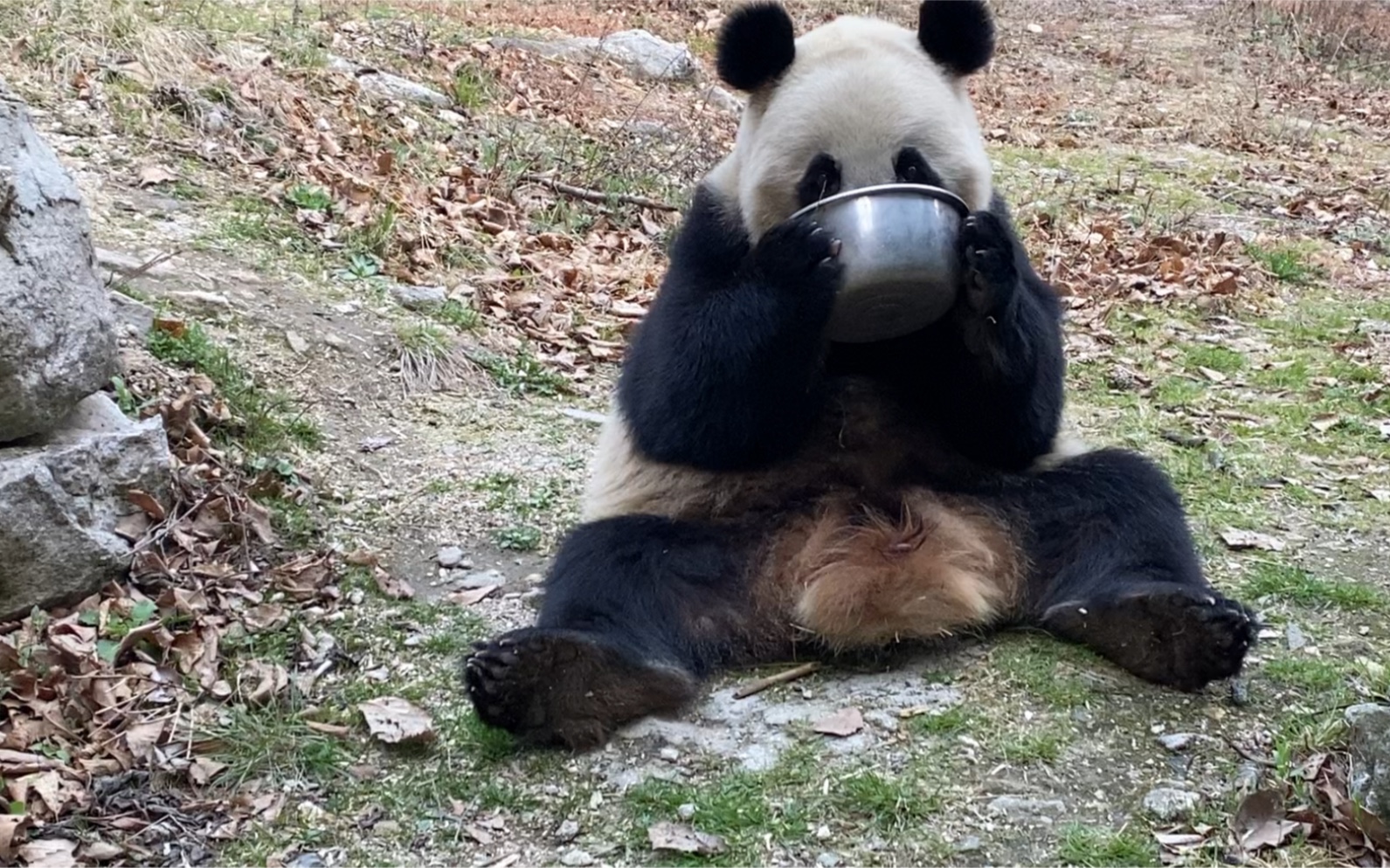 看看熊猫是怎么喝奶的