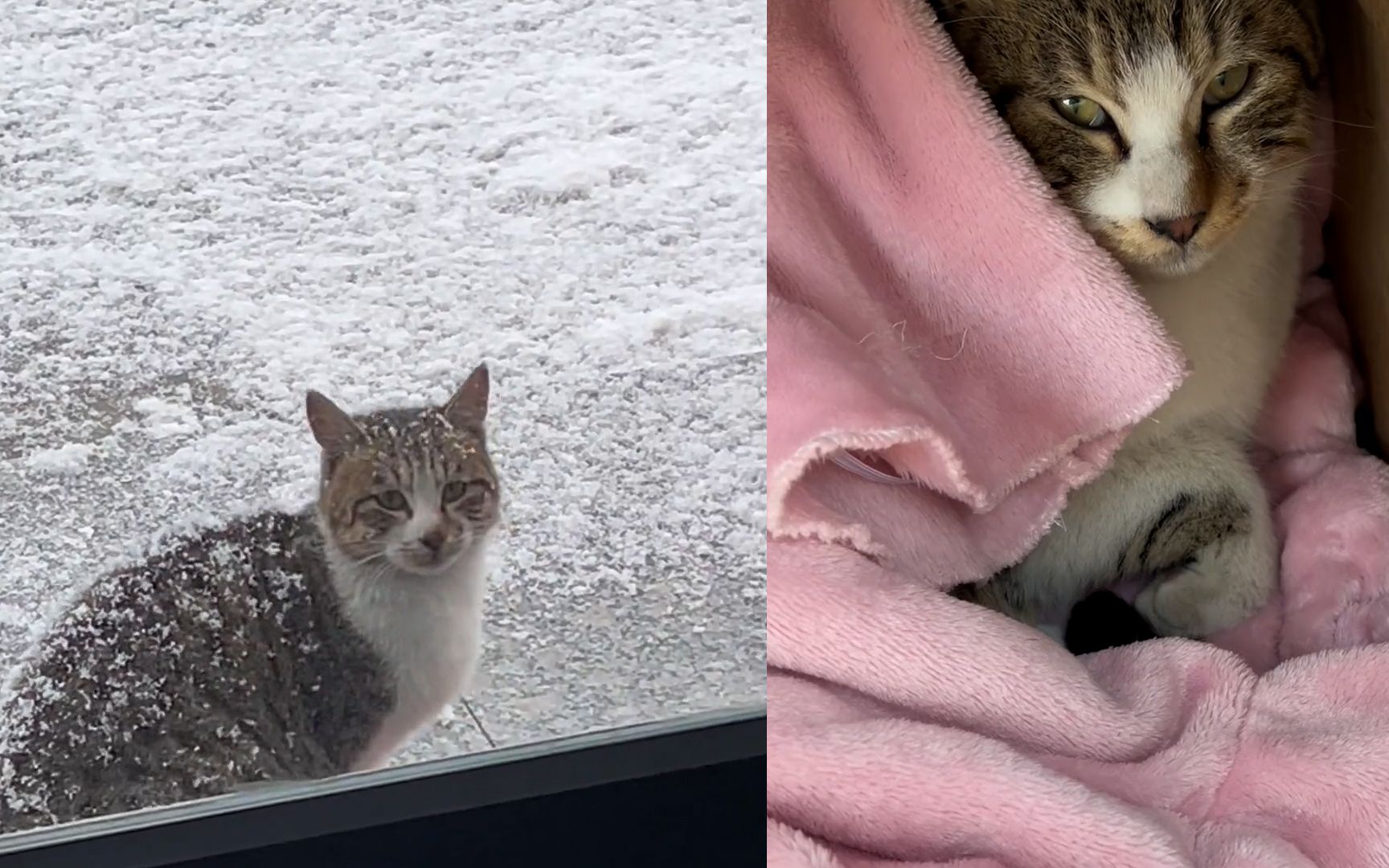 [图]冬日里猫猫在雪地里无处躲藏，热心女子搭简易小窝取暖！