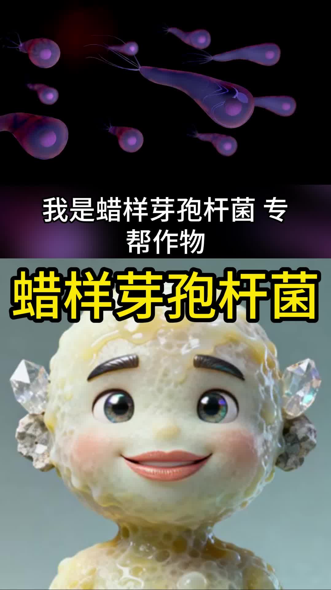 每日一菌蜡样芽孢杆菌