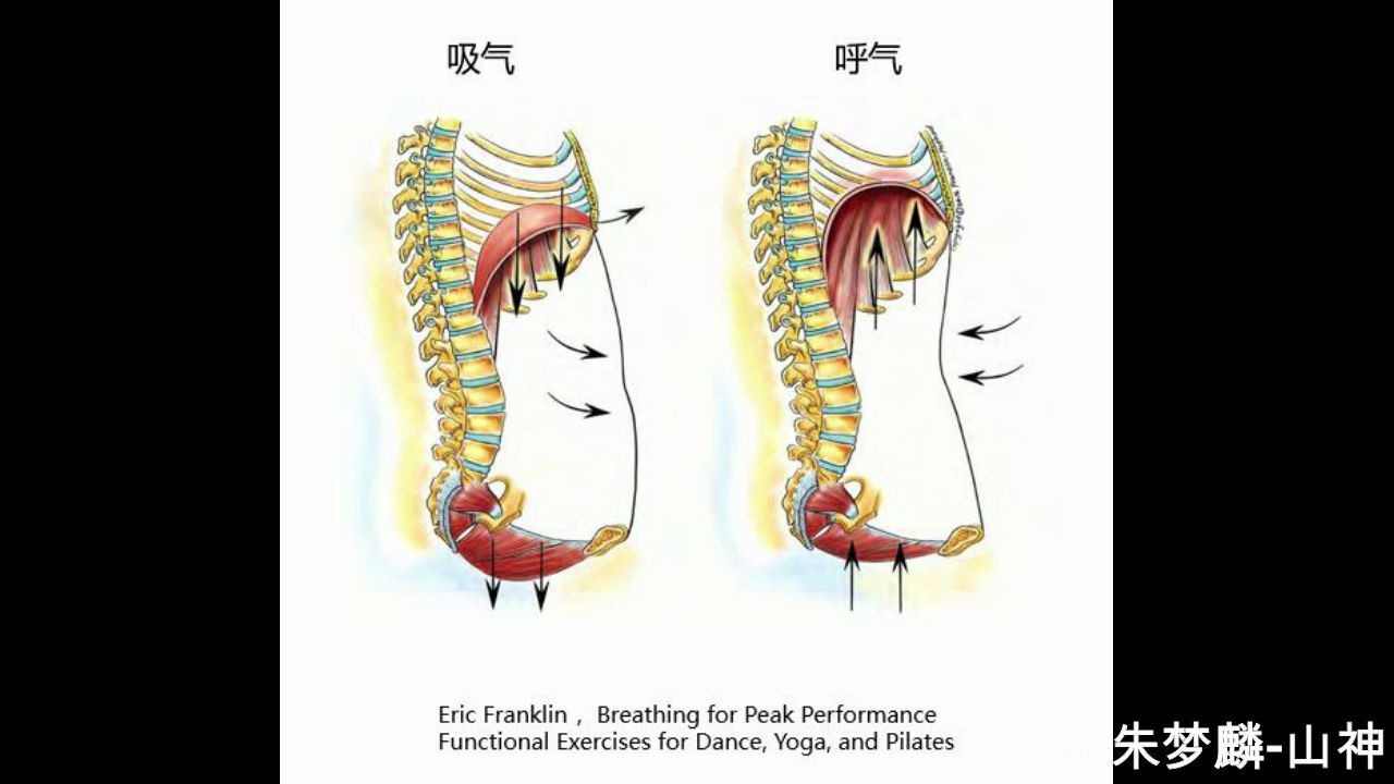 膈肌呼吸动画演示图片