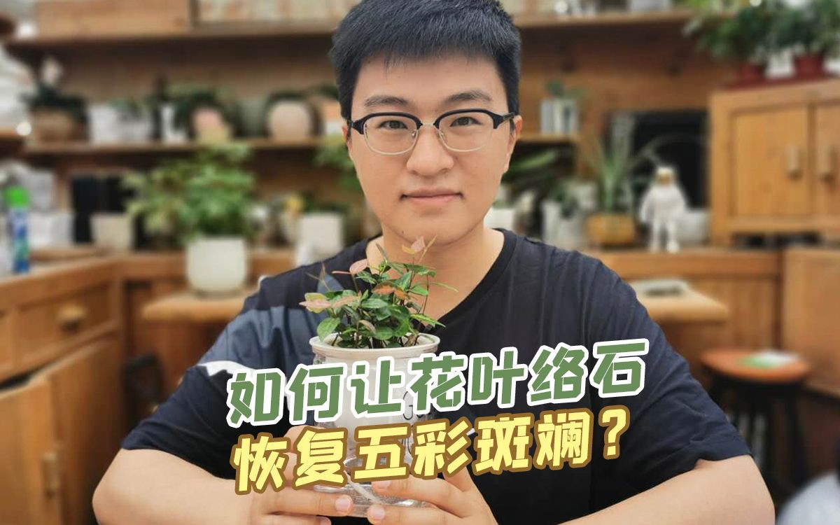 植物大表哥 | 让花叶络石恢复五彩斑斓的小妙招~哔哩哔哩bilibili