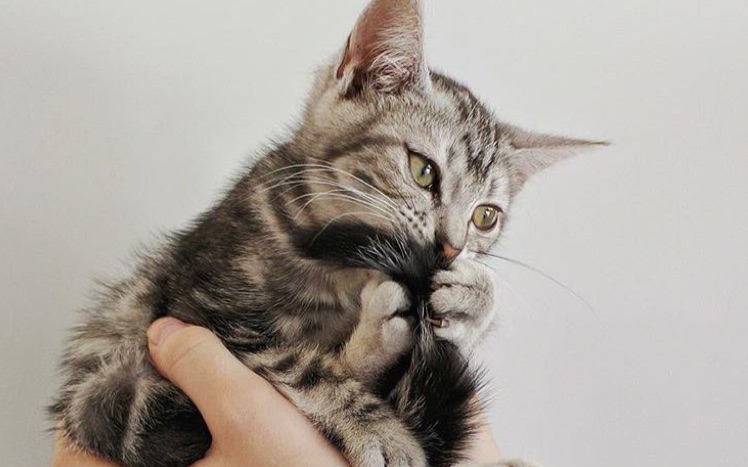 【向动物说3q】 猫咪那些能上天的恶作剧-同是铲屎官的握爪