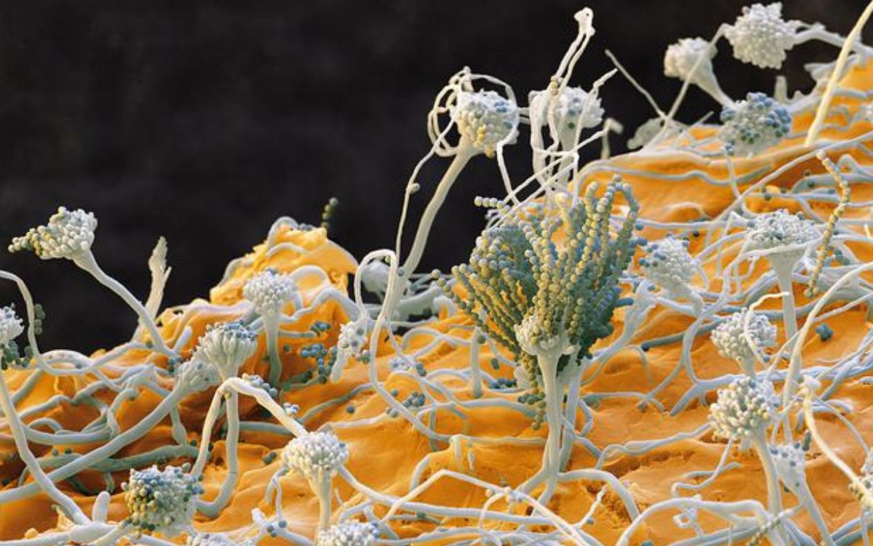 将鲨鱼皮肤放在显微镜下,会看到什么?原来鲨鱼皮长这样